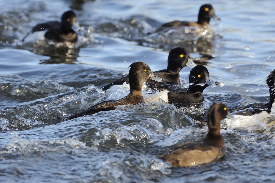 tufted ducks in water